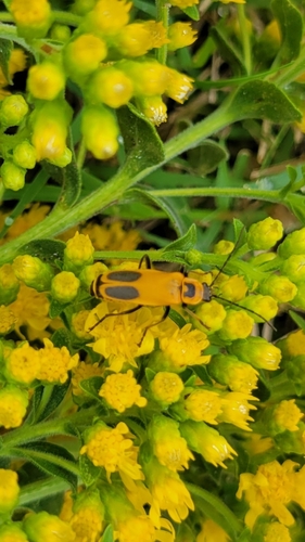 Goldenrod Soldier Beetle