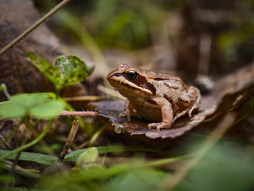 Moor Frog