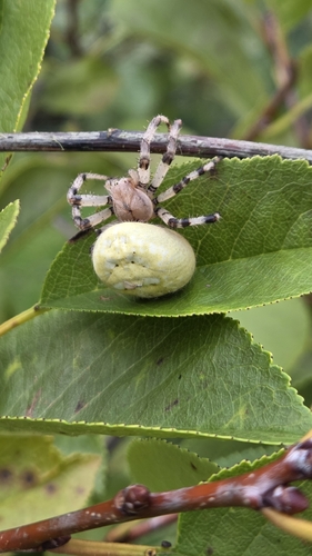 Four-spot Orbweaver