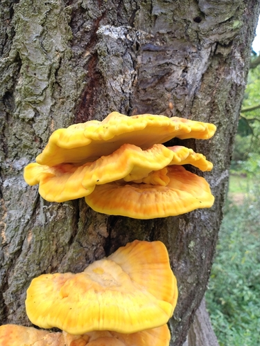 chicken of the woods