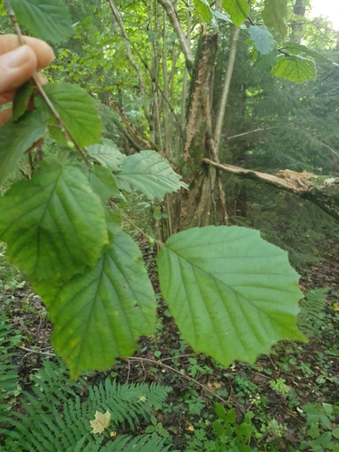 common hazel