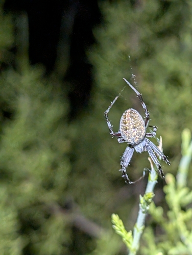 Western Spotted Orbweaver