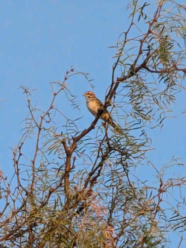 Lark Sparrow