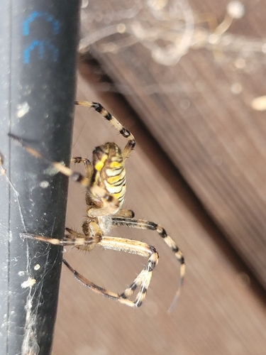 Wasp Spider