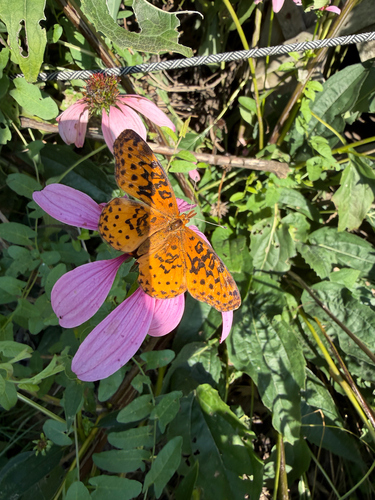 Meadow Fritillary