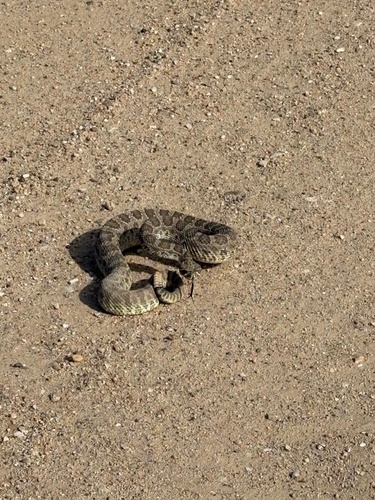 Prairie Rattlesnake