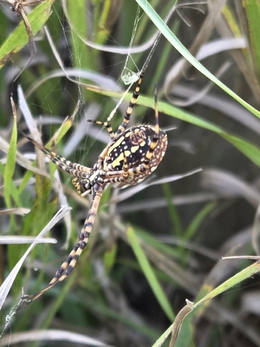 Banded Garden Spider
