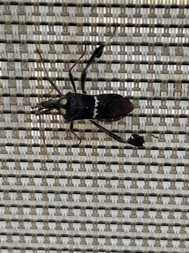 Leptoglossus zonatus