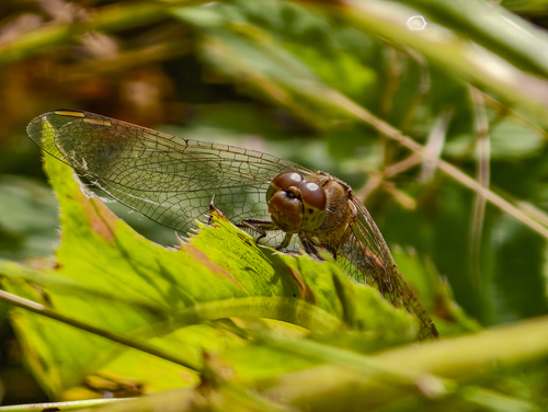 Vagrant Darter