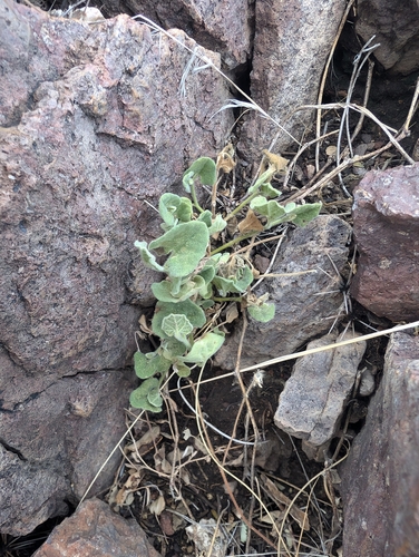 Wright's dutchman's pipe