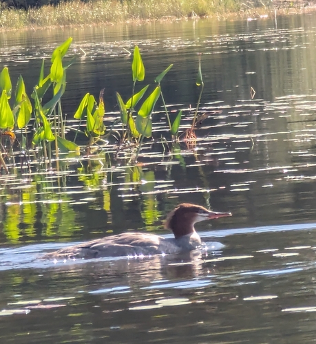 American Common Merganser