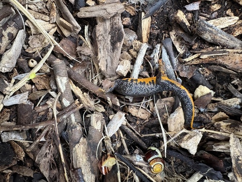 Great Crested Newt