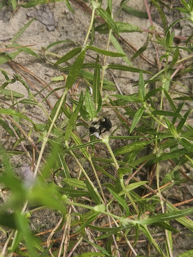 Common Eastern Bumble Bee