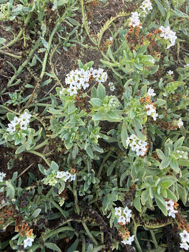 iNaturalist observation photo of alkali heliotrope