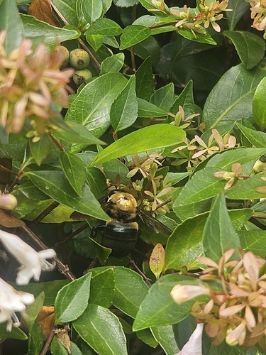 Eastern Carpenter Bee
