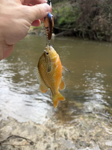Gulf Longear Sunfish