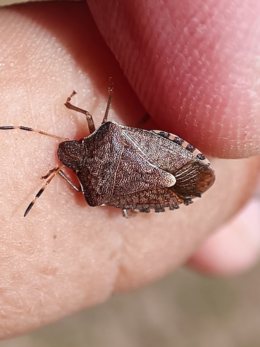 Vernal Shield Bug