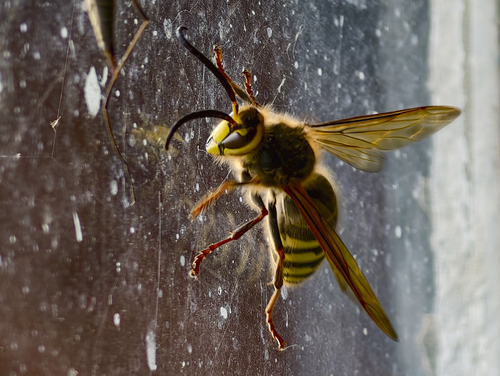 Median Wasp