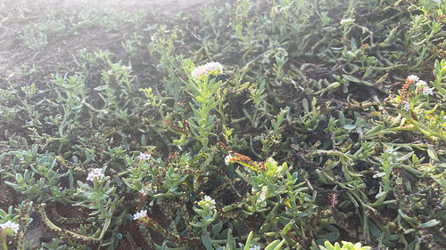 iNaturalist observation photo of alkali heliotrope
