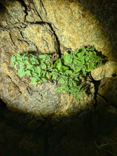 Wright's dutchman's pipe