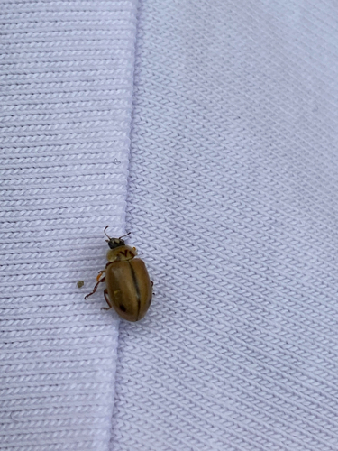 Larch Lady Beetle