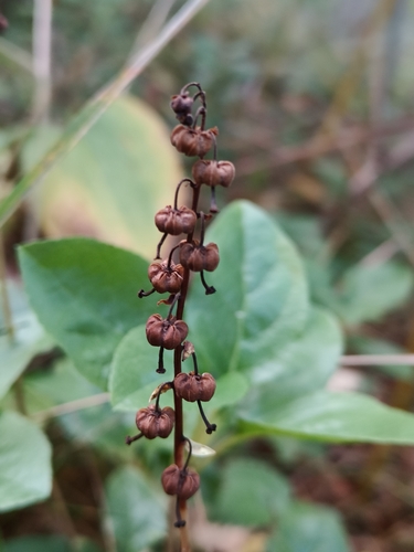 one-sided wintergreen