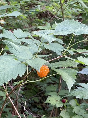 Salmonberry