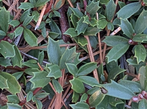 Mahala mat