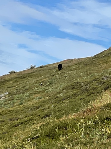American Black Bear