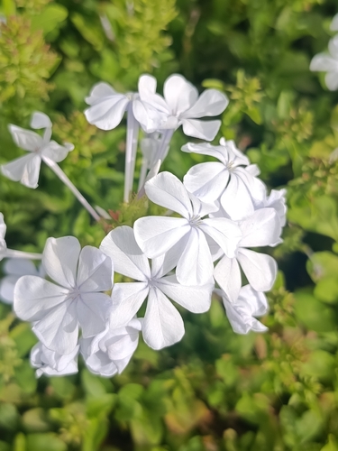 blue plumbago