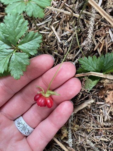 Five-leaf Dwarf Bramble