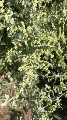 iNaturalist observation photo of big saltbush