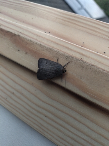 Mouse Moth