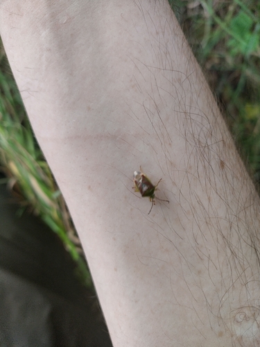 Birch Shield Bug