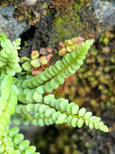 adulterated spleenwort