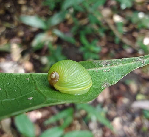 Simpulopsis rufovirens