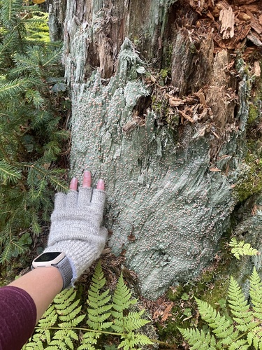 Candy Lichen