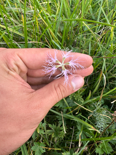 Fringed Pink