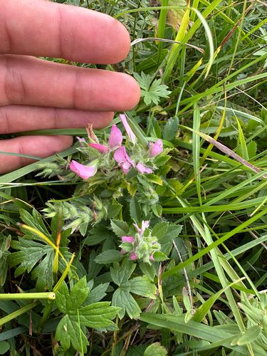 trailing restharrow
