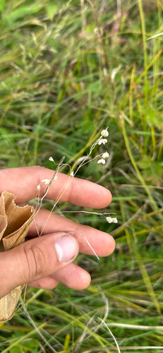 Quaking-grass