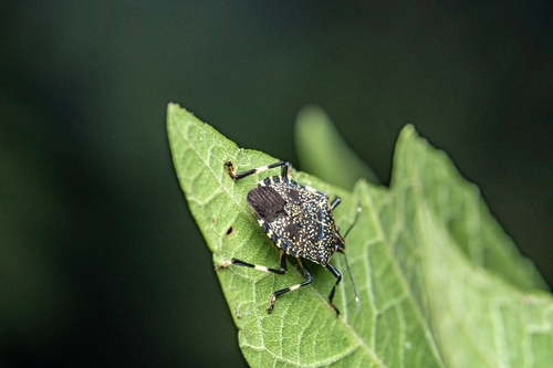 Yellow-spotted Stink Bug