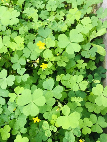 Creeping Woodsorrel