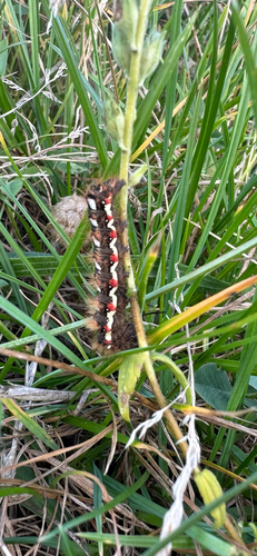Knot Grass Moth