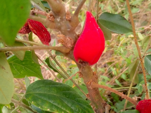Cnestis ferruginea