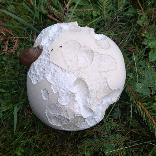 giant puffball