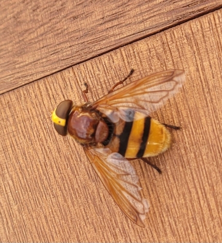 Hornet Mimic Hover Fly