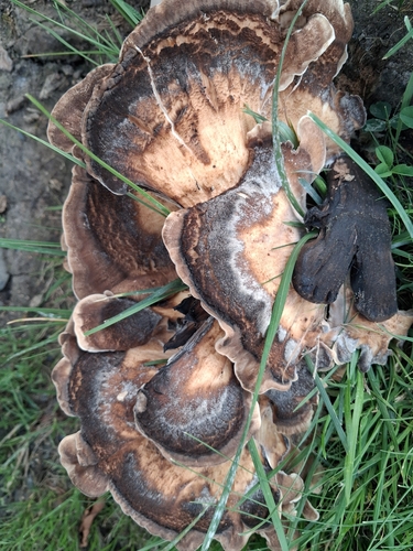 Giant Polypore