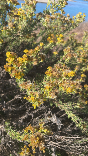 iNaturalist observation photo of Coastal Goldenbush