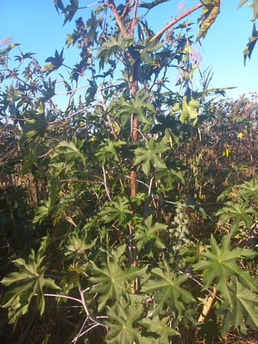 castor bean