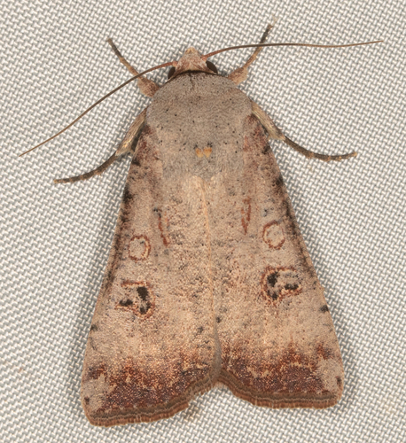 Green Cutworm Moth